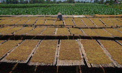 Harga Tembakau di Tingkat Petani Naik