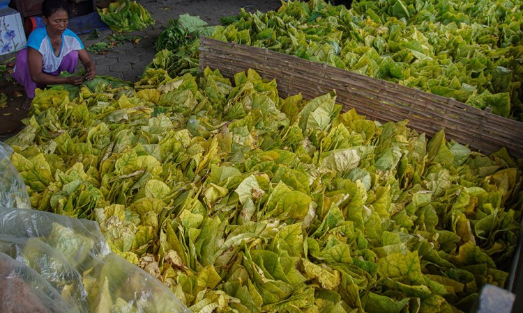 Harga Tembakau di Tingkat Petani Naik