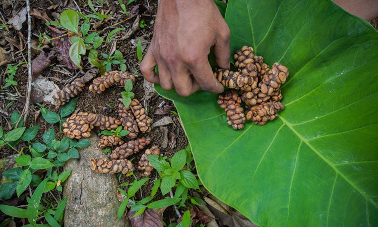 Kopi Luwak Liar Lereng Gunung Semeru