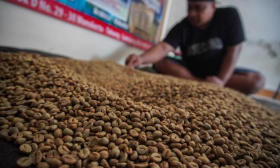 Kopi Luwak Liar Lereng Gunung Semeru