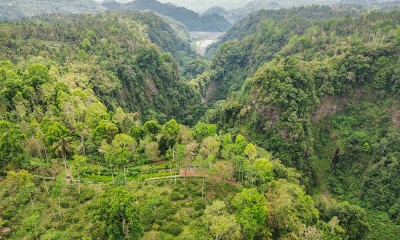 Kopi Luwak Liar Lereng Gunung Semeru