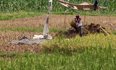 FAO Bantu Pendanaan Program Regenerasi Petani Sebesar  Rp8 Miliar per Proyek