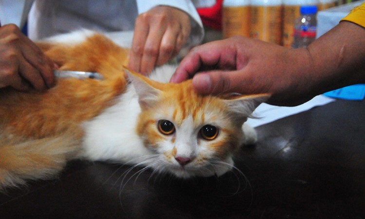 Steril dan Vaksin Rabies Untuk Kucing