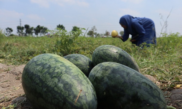 Wisata Dadakan Petik Buah di Jombang