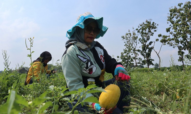 Wisata Dadakan Petik Buah di Jombang