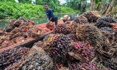 Harga TBS Kelapa Sawit di Provinsi Jambi Naik