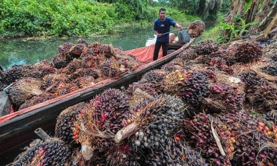 Harga TBS Kelapa Sawit di Provinsi Jambi Naik