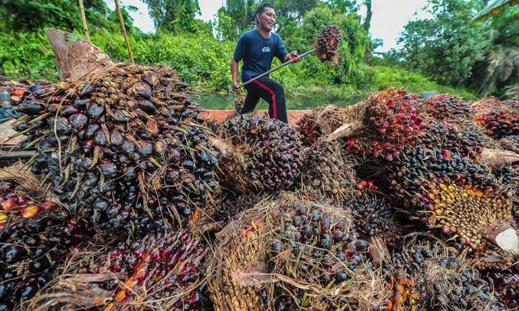 Harga TBS Kelapa Sawit di Provinsi Jambi Naik