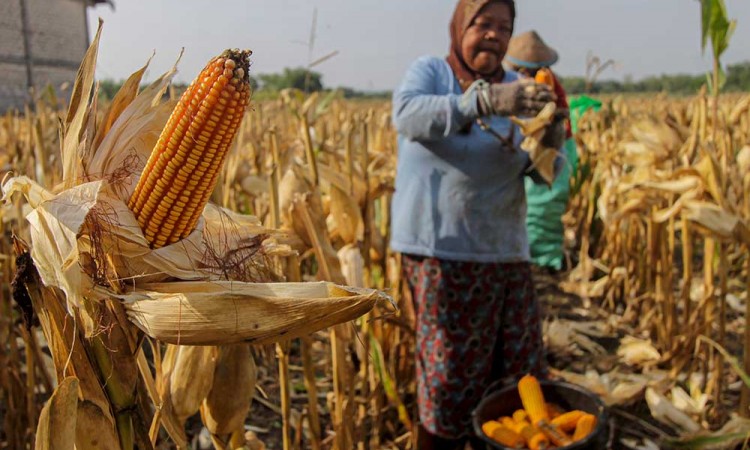 BRIN Kembangkan Varietas Jagung Yang Mampu Beradaptasi Terhadap Berbagai Kondisi Lingkungan