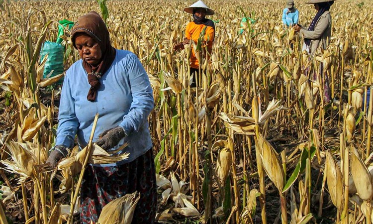 BRIN Kembangkan Varietas Jagung Yang Mampu Beradaptasi Terhadap Berbagai Kondisi Lingkungan