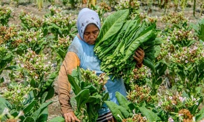 Luas lahan Tanam Tembakau di Bojonegoro Jawa Timur Terus Meningkat