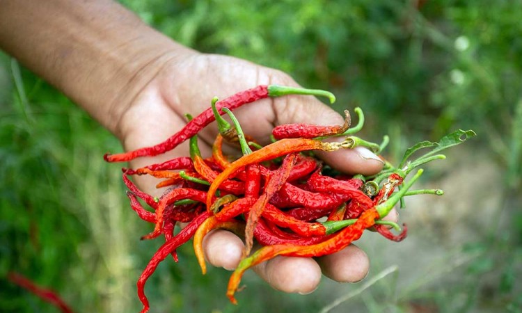 Petani Capai di Bantul Gagal Panen Akibat Cuaca Panas