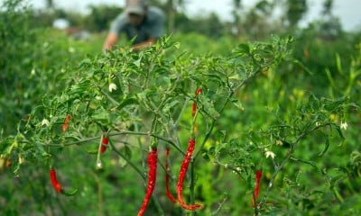 Petani Capai di Bantul Gagal Panen Akibat Cuaca Panas