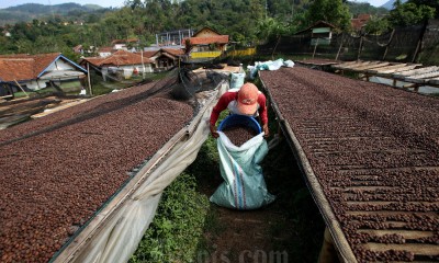 Kopi Wanoja Dari Kabupaten Bandung Kembali Menembus Pasar Internasional