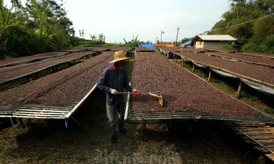 Kopi Wanoja Dari Kabupaten Bandung Kembali Menembus Pasar Internasional