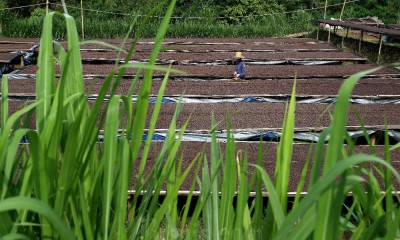 Kopi Wanoja Dari Kabupaten Bandung Kembali Menembus Pasar Internasional