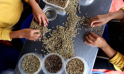 Kopi Wanoja Dari Kabupaten Bandung Kembali Menembus Pasar Internasional