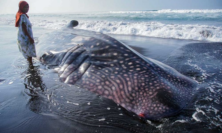 Bangkai Seekor Hiu Tutul Terdampar di Pantai Mbah Drajit Lumajang