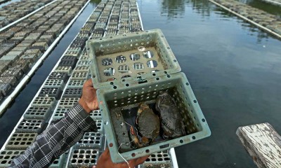 Budidaya Kepiting Soka (Scylla serrata) di Aceh