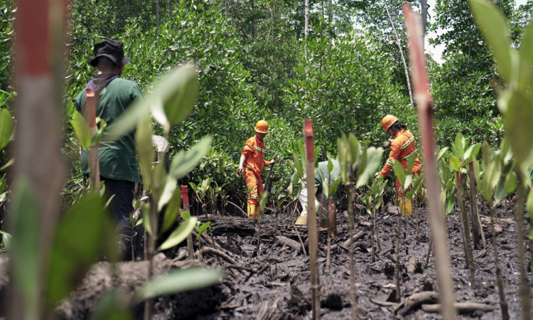 IWIP Tanam Satu Juta Mangrove