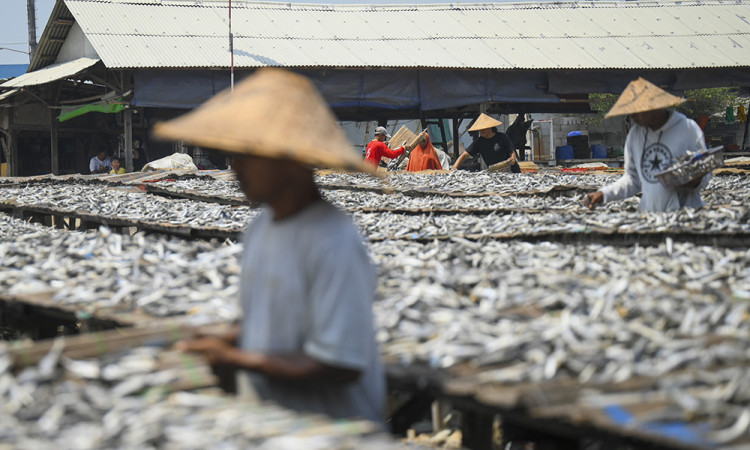 Produksi Ikan Asin Di Muara Angke Menurun