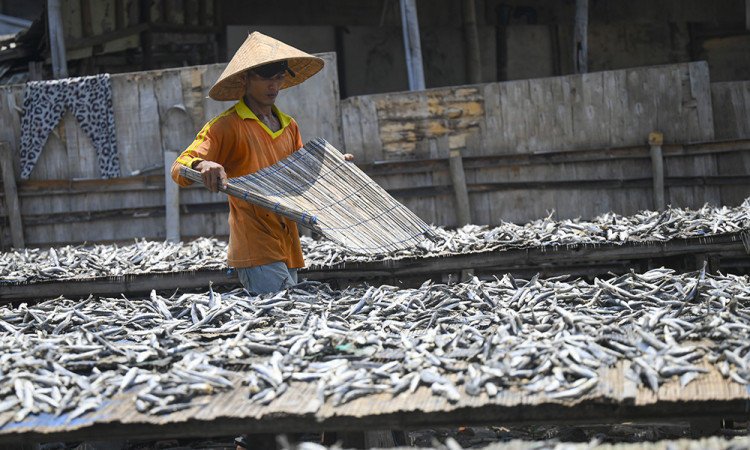 Produksi Ikan Asin Di Muara Angke Menurun