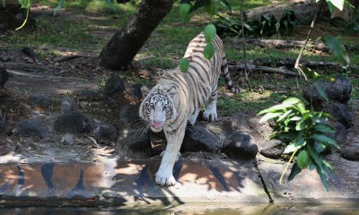 Koleksi Satwa Baru Harimau Benggala Putih di KBS