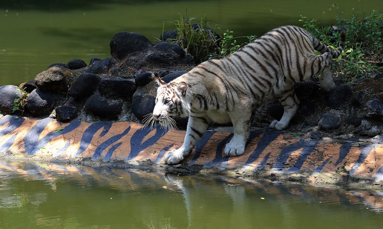 Koleksi Satwa Baru Harimau Benggala Putih di KBS