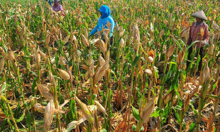 Kementerian Pertanian Targetkan Produksi Jagung Mencapai 16,68 Juta Ton Pada 2025
