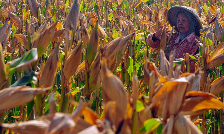 Kementerian Pertanian Targetkan Produksi Jagung Mencapai 16,68 Juta Ton Pada 2025