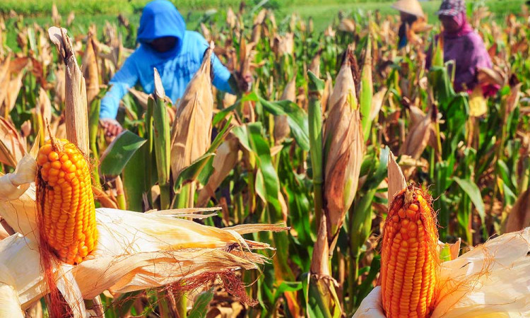 Kementerian Pertanian Targetkan Produksi Jagung Mencapai 16,68 Juta Ton Pada 2025