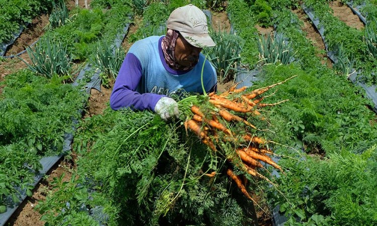 Harga Wortel di Banjarnegara Anjlok Hingga Rp300 Per Kilogram