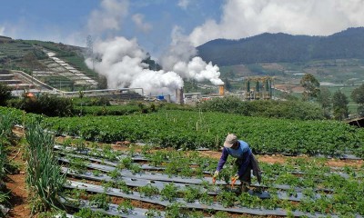 Harga Wortel di Banjarnegara Anjlok Hingga Rp300 Per Kilogram