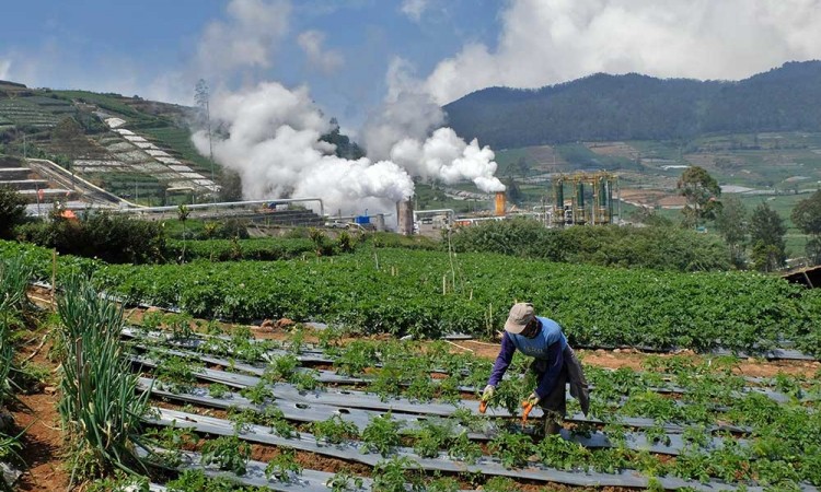 Harga Wortel di Banjarnegara Anjlok Hingga Rp300 Per Kilogram