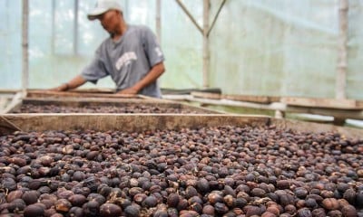 Panen Kopi di Kawasan lereng Gunung Lemongan Jawa Timur