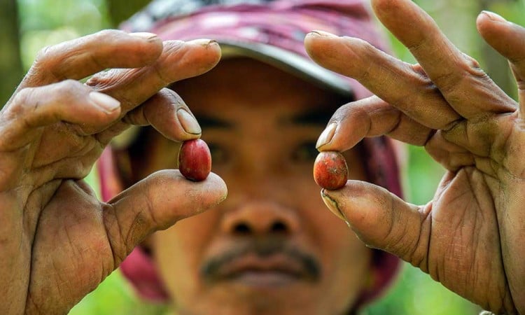 Panen Kopi di Kawasan lereng Gunung Lemongan Jawa Timur