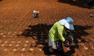 Harga Bawang Merah di Pekan Keempat Oktober Naik 7,81%