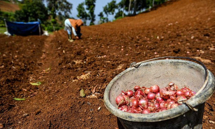 Harga Bawang Merah di Pekan Keempat Oktober Naik 7,81%