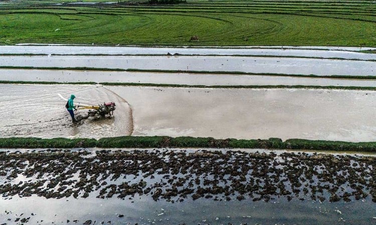 BPS Mencatat Nilai Tukar Petani Provinsi Sulawesi Selatan Pada Oktober Meningkat 0,27%