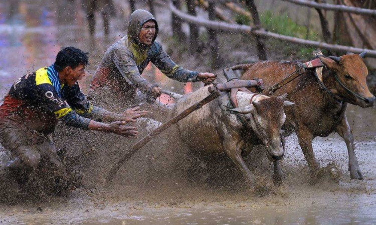 Ajang Tradisi Pacu Jawi di Sumatra Barat Kembali Digelar Setiap Minggu