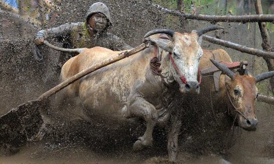 Ajang Tradisi Pacu Jawi di Sumatra Barat Kembali Digelar Setiap Minggu