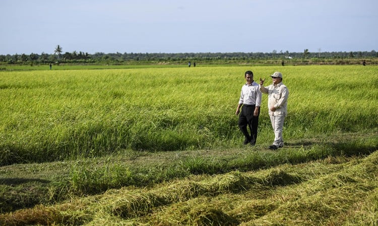 Presiden Kunjungi Lahan Pertanian Di Merauke