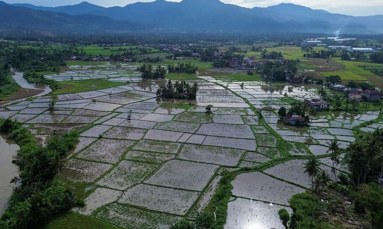 Luas Panen Padi Turun Di Sumatera Barat