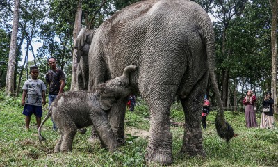 Kelahiran Bayi Gajah Sumatra Di Kampar