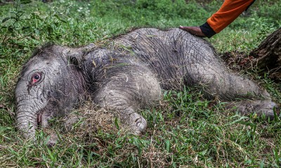 Kelahiran Bayi Gajah Sumatra Di Kampar