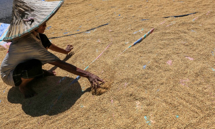 Harga Gabah Ditingkat Petani Mengalami Penurunan