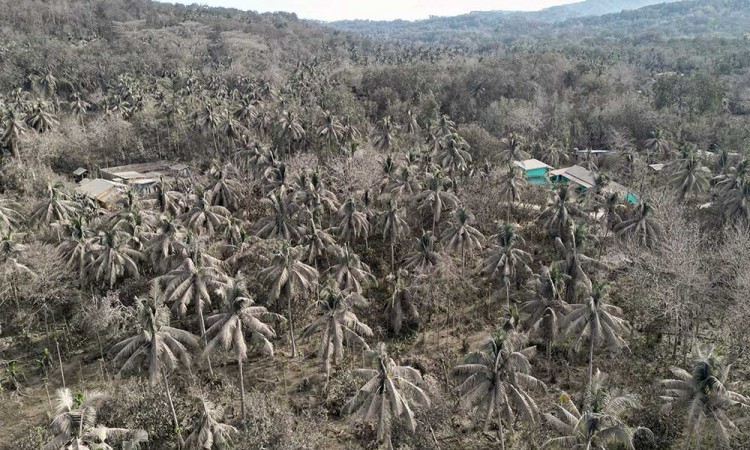 Debu Vulkanik Erupsi Gunung Lewotobi Laki-Laki Permukiman dan Perkebunan