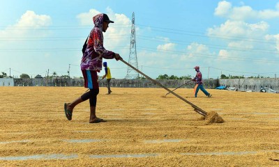 BPS Mencatat Harga Gabah Pada Oktober 2024 Alami Penurunan