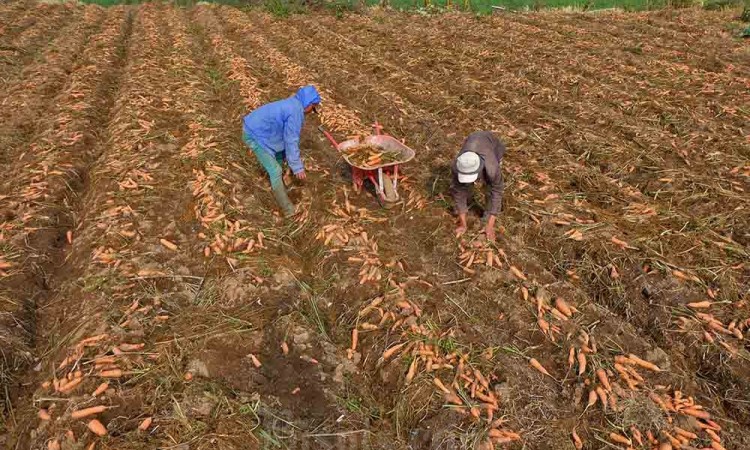 Harga Wortel Turun di Tingkat Petani