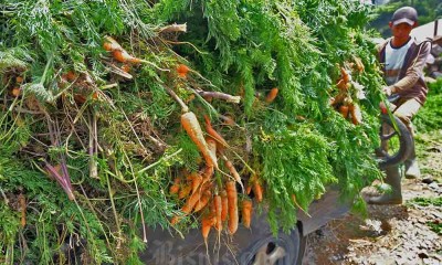 Harga Wortel Turun di Tingkat Petani